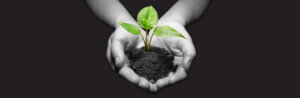 image of hands holding soil with a sprout