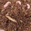 a picture of house mulch in hand
