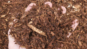 a picture of house mulch in hand
